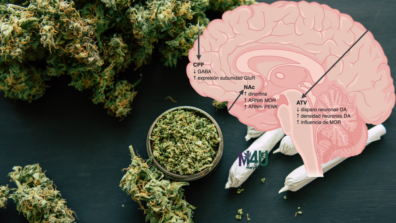cerebro y cannabis