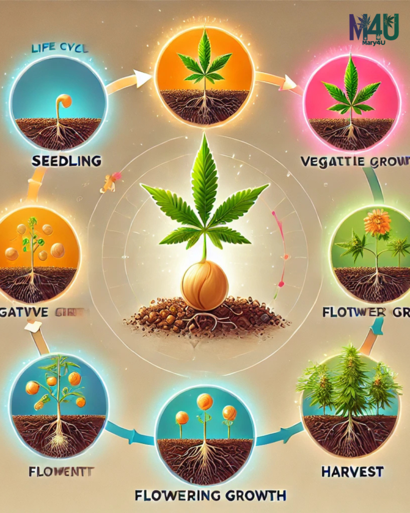 ciclo-de-vida-cannabis