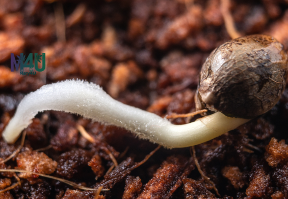 germinar-semillas-cannabis-tierra