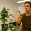 Opinión: El mito del “buen porro”: ¿existe realmente un cannabis de calidad?
