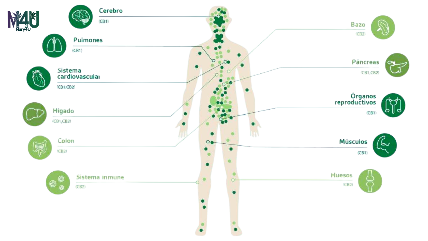 sistema endocannabinoide humano